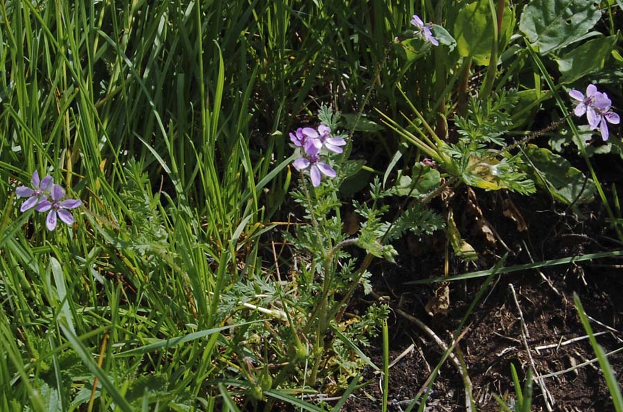 Erodium cicutarium / Becco di Gr comune